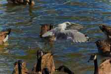 Harrisburg: Canadian Geese, seagull, gull